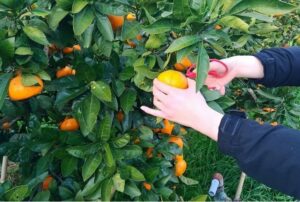 三重県では実はみかん狩りができます。東海地方でも温暖なエリアのため、和歌山県と同様、みかんがよく育ちます。