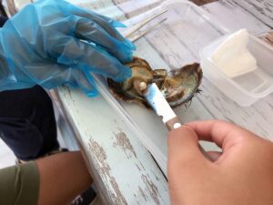 三重県は真珠の産地。アコヤ貝から真珠を取り出す体験が社員旅行・団体旅行でもできますよ。