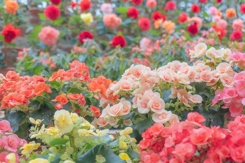 貸切バスで三重へ行く団体旅行！なばなの里・長島温泉おすすめモデルコース