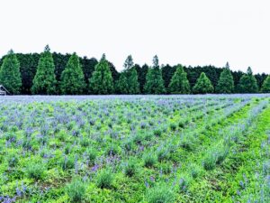 三重県のメナード青山リゾートにはラベンダーなどのハーブ園があり、華道など、花に興味のあるグループ・団体旅行でもおすすめできる施設です。