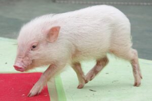 三重県のモクモク手づくりファームには、かわいいミニブタがおり、子どもから大人まで参加される団体旅行でも注目の存在です。