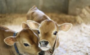 三重にあるモクモク手づくりファーム。牛がいます。団体旅行ではソーセージの手作り体験などが人気です。