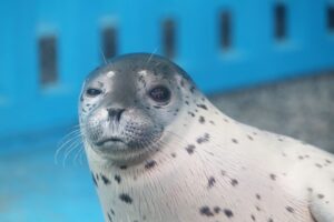 三重県の伊勢シーパラダイスでは、柵のない見学エリアがあり、アザラシが神出鬼没。大人も子どもも楽しめるので、団体旅行でもおすすめです。