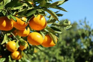 三重県では実はみかん狩りができます。東海地方でも温暖なエリアのため、和歌山県と同様、みかんがよく育ちます。