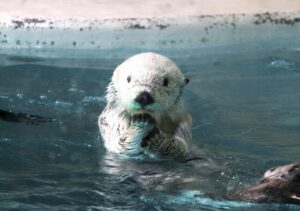 三重県鳥羽市にある鳥羽水族館には、日本で唯一ラッコがいます。団体旅行・社員旅行でも是非一度見ていただきたいかわいい生き物です。
