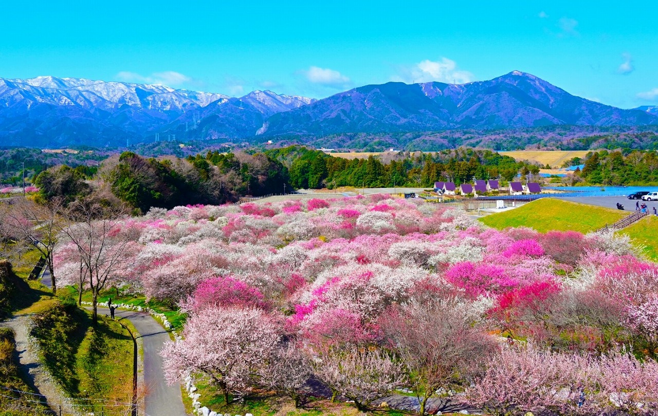 四季折々の絶景を楽しむ！団体旅行で行く三重の花の名所10選