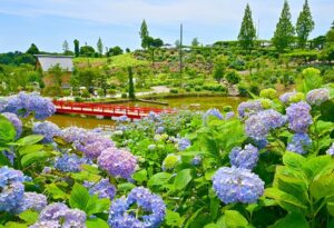 三重県のかざはやの里は、紫陽花の他、藤など花を楽しむことができます。花が好きな団体旅行におすすめです。
