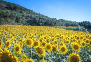 三重県の志摩市観光農園は、ひまわりやコスモス、コキアなどを楽しむことができます。社員旅行・団体旅行でも楽しめますよ。