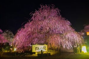 三重県の鈴鹿の森公園では、梅のライトアップを楽しむことができます。宿泊を伴う団体旅行で楽しめます。