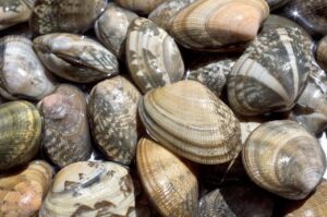 三重県の御殿場浜では、潮干狩りをすることができ、社員旅行・団体旅行で盛り上がります。あさりなどをその場で食べることができます。